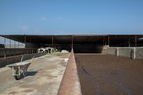 در سالهای گذشته دامداران با فروش گاوهای پروار شده و آماده کشتار خود، تعداد بیشتری گوساله خریداری میکردند و چرخه دامپروری به شکل سودآوری می چرخید ولی چند سالی است با توجه به مشکلات متعدد در حوزه تامین نهاده، دامداران پول فروش تعدادی از دام ها را خرج بقیه دام ها میکنند.