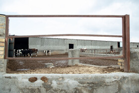 قیمت پایین فرآوردهها، نابسامانی بازار دام، وجود دلالان متعدد و بالابودن قیمت خوراک دام به طوری که ۸۰ درصد هزینه مربوط به پرورش دام را هزینه مصرف خوراک دام تشکیل میدهد از مشکلات عدیده این حوزه است.