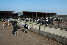 لبنیات و گوشت قرمز یکی از نیازهای ضروری در سبد کالای خانوارها محسوب می شود. افزایش قیمت و کمبود این محصولات در بازار میتواند سبد تغذیه ای خانوارها را با مشکلات جدی مواجه کند.