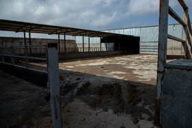 مشکلات صنعت دامداری به گونه ای شده است که دامداران این صنعت را رها کرده و به حرفه های دیگر روی میآورند.