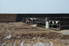 مهمترین محور تولید کشور، دامداری و کشاورزی است اما هیچ اقدام مثبت و نتیجه بخشی برای رفع مشکلات این حوزه انجام نمیشود.