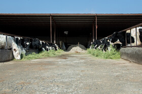 لبنیات و گوشت قرمز یکی از نیازهای ضروری در سبد کالای خانوارها محسوب میشود، افزایش قیمت و کمبود این محصول در بازار میتواند سبد تغذیهای خانوارها را نیز با مشکلات جدی مواجه کند.