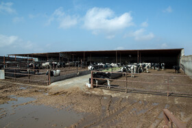 قیمت گوشت گوساله از هر کیلو ۱۳۵ هزار تومان در حدود ۲۰ روز پیش، به ۱۴۵ هزار تومان در حال حاضر رسیده است که این میزان نیز رشد ۳ درصدی قیمت ها را نشان میدهد.