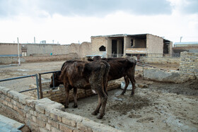 بیماری دامها و مشکلات واکسیناسیون و افزایش قیمت دارو باعث از بین رفتن حیوانات و حتی اختلال در امرار معاش برخی دامداران شده است.