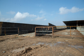 در صورت جذب نشدن گوشت گاو و گوساله در بازار داخلی، دامداران زیادی متضرر میشوند و احتمال تعطیلی دامداریها نیز به دلیل ضرر و زیان تولیدکنندگان وجود دارد.