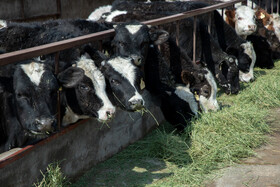 افزایش قیمت علوفه و نهاده بیشترین تاثیر را در کاهش تعداد دامها داشته است.