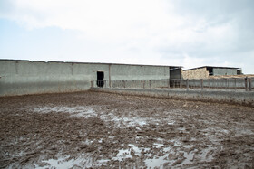 امنیت کشور تا حد زیادی به امنیت غذایی وابسته است و در شرایطی که هر روز از یک بسته تحریمی جدید علیه ایران رونمایی میشود، قطع وابستگی به کالاهای اساسی از جمله گوشت و دیگر محصولات کشاورزی باید از اولویتهای اصلی برنامه ریزان و تصمیم گیران در کشور باشد، اولویتی که به نظر میرسد در سایه خوش خیالی نسبت به واردات چندان مورد توجه قرار نمیگیرد.