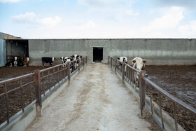 به گفته دامداران داودآباد، تعداد دامهای این شهر 50 درصد کاهش داشته است.