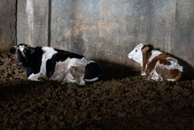 دامداران تا آنجا که بتوانند با فروش دیگر سرمایه ها و حتی تعدادی از دام ها سعی می کنند برای دام های گرسنه باقیمانده شان غذا تامین کنند ولی چون غذا کمیاب و گران شده عموم آنها توان غلبه بر شرایط نامساعد را ندارند، پس دام های باقیمانده را می فروشند و با خروج از بازار نابسامان تولید، خانه و زمین و خودرو می خرند تا مگر در بازار نابسامانتر این کالاها، فارغ از دردسرهای تولید، سودهای آسان کسب کنند.