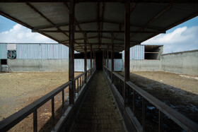 آنچه وضعیت را نگران کننده تر می کند، تداوم این شرایط و گران شدن بی وقفه گوشت قرمز و پیش بینی هایی است که در چنین شرایطی در خصوص کمبود گوشت در سال آینده به گوش میرسد.