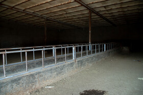 در شرایط نابسامان خرید دام، دلالان سودجو از این فرصت استفاده کرده و دامها را با قیمت بسیار پایینی خریداری میکنند.