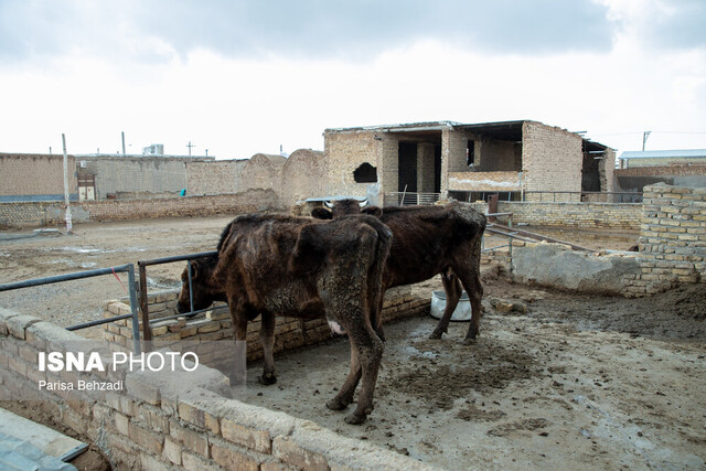 بیماری صعبالعلاج صنعت "دامداری"/کوچ بزرگ در داوودآباد آغاز شده!