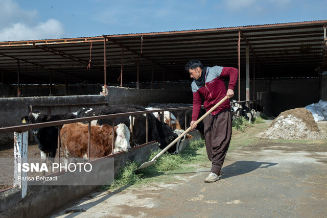 بیماری صعبالعلاج صنعت "دامداری"/کوچ بزرگ در داوودآباد آغاز شده!