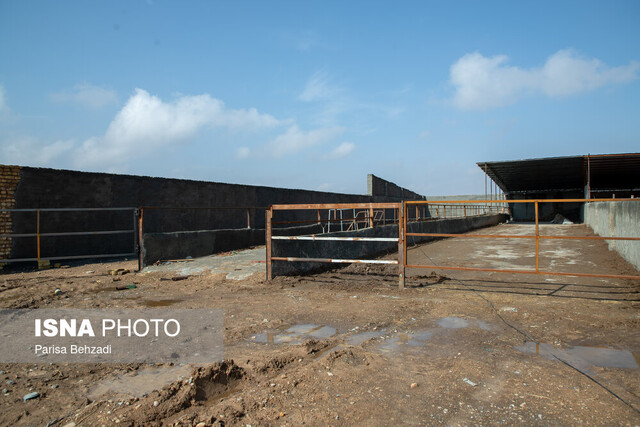 بیماری صعبالعلاج صنعت "دامداری"/کوچ بزرگ در داوودآباد آغاز شده!