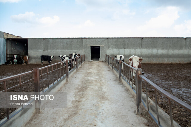 بیماری صعبالعلاج صنعت "دامداری"/کوچ بزرگ در داوودآباد آغاز شده!