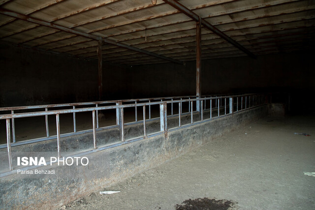 بیماری صعبالعلاج صنعت "دامداری"/کوچ بزرگ در داوودآباد آغاز شده!