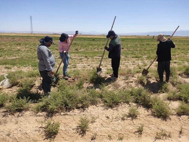 مبارزه با سالک در ساوه وارد فاز جدیدی شد