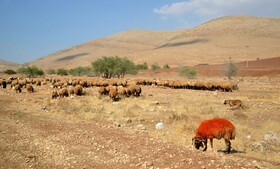 آزادسازی بیش از ۱۹ هزار از اراضی ملی در خراسان جنوبی