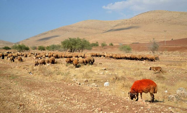 آزادسازی بیش از ۱۹ هزار از اراضی ملی در خراسان جنوبی