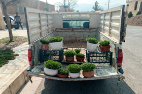 کاشت سبزه نوروز در روستای لریجان