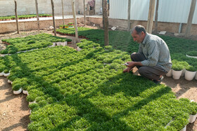 کاشت سبزه نوروز در روستای لریجان