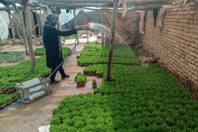 کاشت سبزه نوروز در روستای لریجان