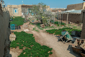 کاشت سبزه نوروز در روستای لریجان