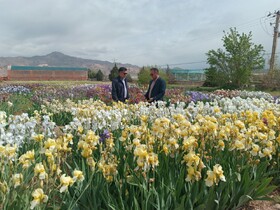 برپایی نمایشگاه گل زنبق در شهرستان محلات