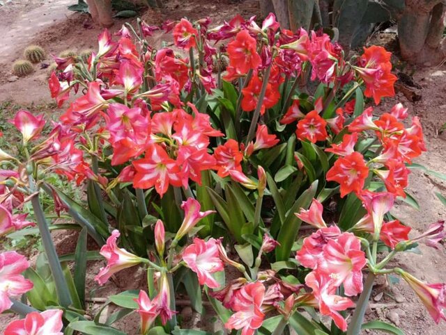 نسرینهای اصلاح شده در شهرستان محلات به گل نشستند