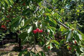 برداشت گیلاس در روستای عیسی‌آباد