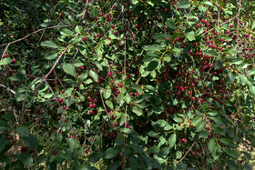 برداشت گیلاس در روستای عیسی‌آباد