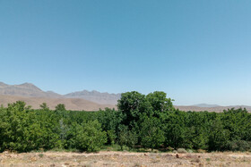 برداشت گیلاس در روستای عیسی‌آباد