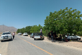 برداشت گیلاس در روستای عیسی‌آباد