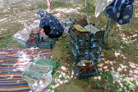 برداشت گیلاس در روستای عیسی‌آباد