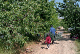 برداشت گیلاس در روستای عیسی‌آباد