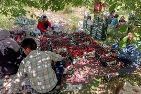 برداشت گیلاس در روستای عیسی‌آباد