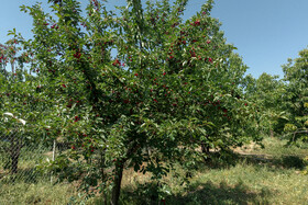 برداشت گیلاس در روستای عیسی‌آباد