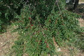 برداشت گیلاس در روستای عیسی‌آباد