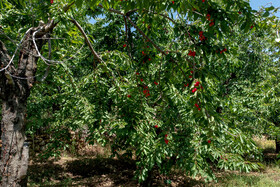 برداشت گیلاس در روستای عیسی‌آباد