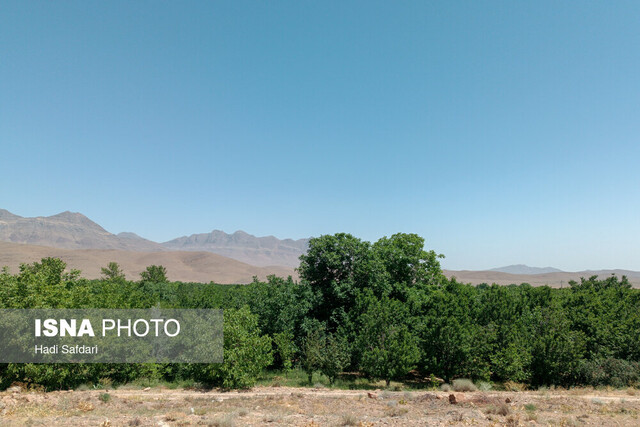 این روزها نبض عیسیآباد در باغهای گیلاس می زند ولی بی صدا!