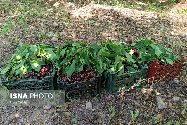 این روزها نبض عیسیآباد در باغهای گیلاس می زند ولی بی صدا!