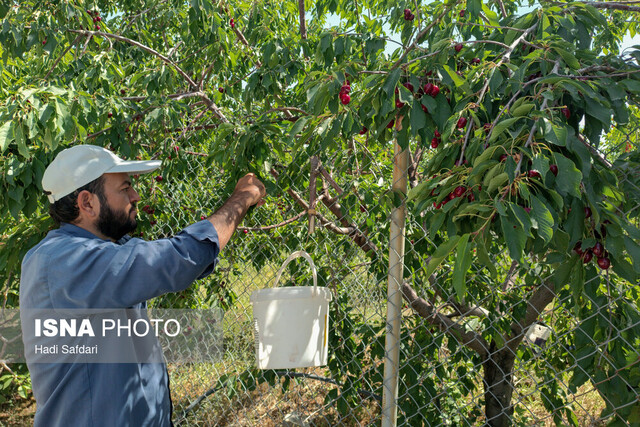 این روزها نبض عیسیآباد در باغهای گیلاس می زند ولی بی صدا!
