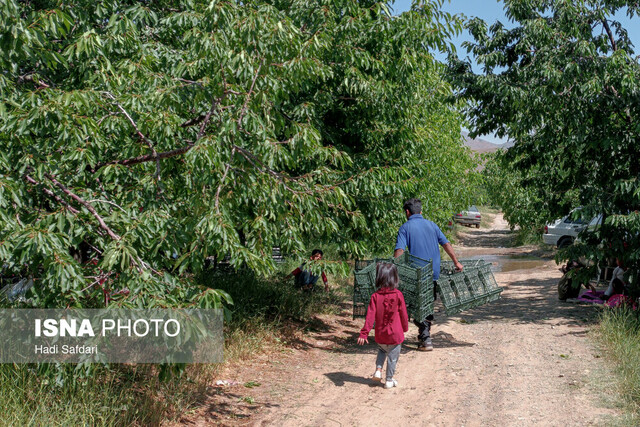 این روزها نبض عیسیآباد در باغهای گیلاس می زند ولی بی صدا!