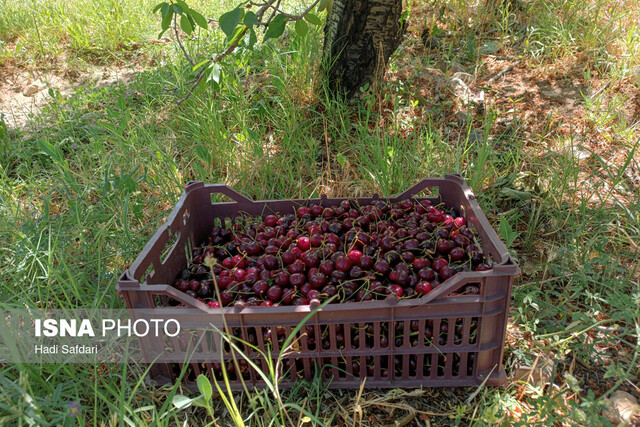این روزها نبض عیسیآباد در باغهای گیلاس می زند ولی بی صدا!
