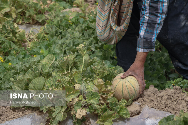 کم آبی سطح زیر کشت طالبی ساوه را کاهش داد