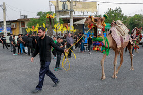 آیین سنتی توغ بران - ساوه