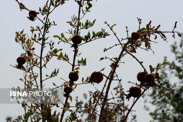 سرایت تشنگی "الغدیر" به باغات انار ساوه