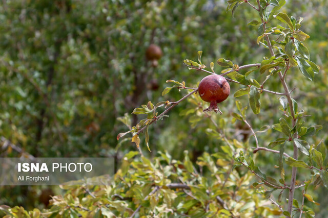 سرایت تشنگی "الغدیر" به باغات انار ساوه