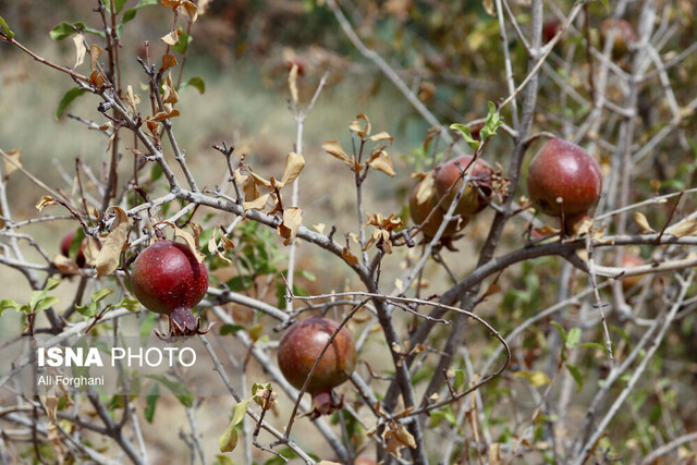 سرایت تشنگی "الغدیر" به باغات انار ساوه