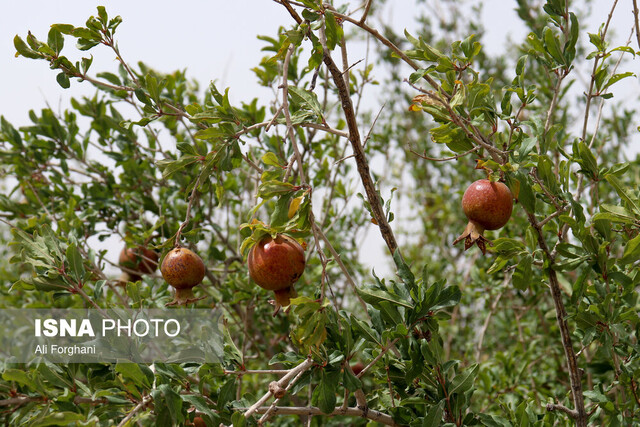 محصول پرطرفدار جهانی طارم گرفتار کمبود صنایع تبدیلی